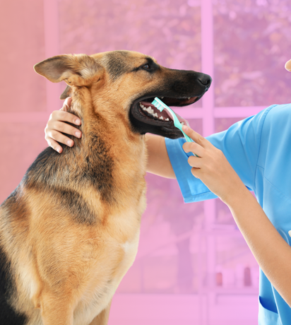 Dental Care for Pets: More Than Just Fresh Breath